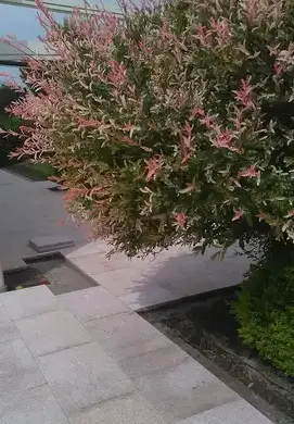 dallage extérieur Vannes-2